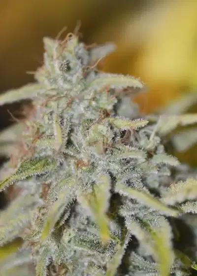 Furious Candy by Eva Seeds, Photoperiod cannabis strain