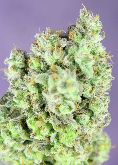 Future 1 by Ganja Farmer cannabis strain