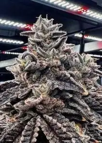 G-63 by Umami Seed Co, Photoperiod cannabis strain