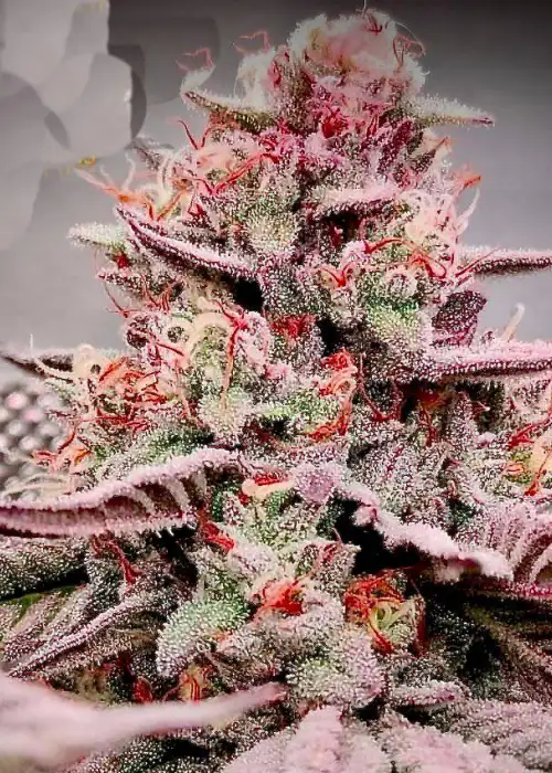G-Cubz by Nasha Genetics, Photoperiod cannabis strain