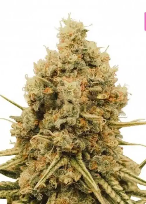 G Glue by Hy-seeds, Photoperiod cannabis strain