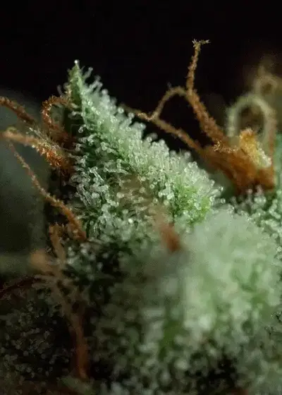 G.O.S by R-Kiem Seeds, Photoperiod cannabis strain