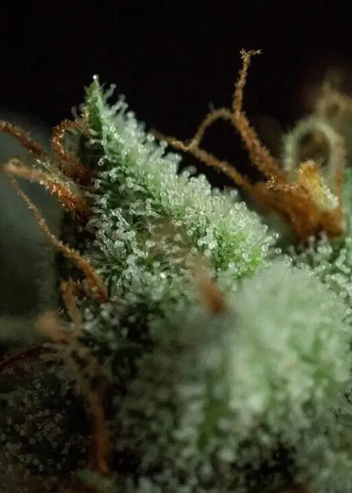 G.O.S by R-Kiem Seeds, Photoperiod cannabis strain