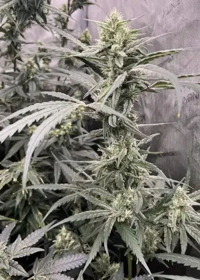 G-Rolls by Square One Genetics, Photoperiod cannabis strain