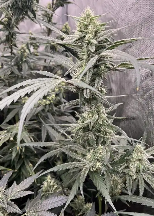G-Rolls by Square One Genetics, Photoperiod cannabis strain