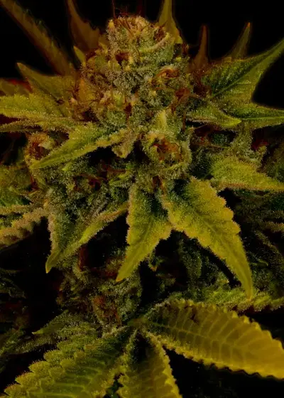 G13 Autoflower by ILGM, Autoflower cannabis strain