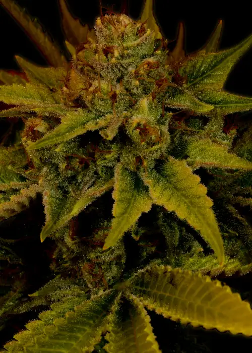 G13 Autoflower by ILGM, Autoflower cannabis strain