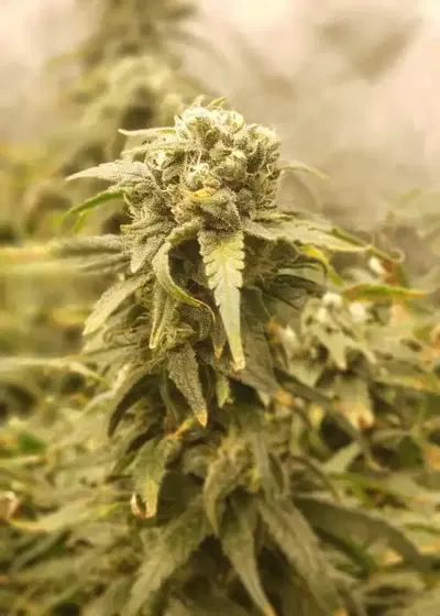 G13 Fem by I49 Seed Bank, Photoperiod cannabis strain