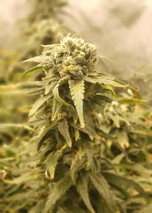 G13 Fem by I49 Seed Bank, Photoperiod cannabis strain