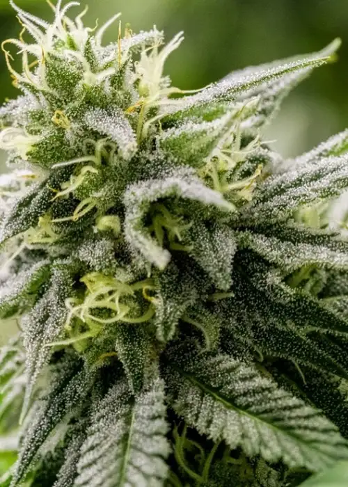 G13 Genius by Brothers Grimm Seeds, Photoperiod cannabis strain