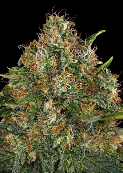 G13 Haze Regular by Barney's Farm, Photoperiod cannabis strain