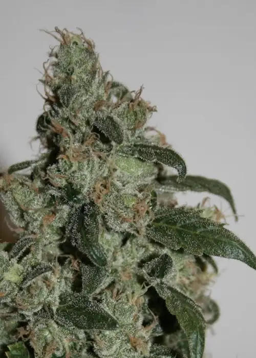 G13 Haze by Mr.Nice, Photoperiod cannabis strain