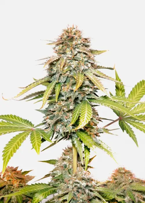 G13 Project Auto by Copenhagen Seed Company, Autoflower cannabis strain