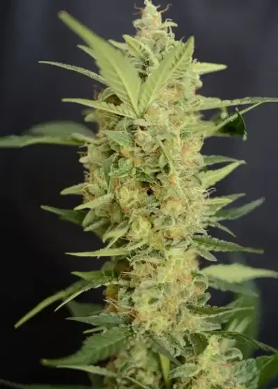 G13 Project Automatic by Zenseeds, Autoflower cannabis strain