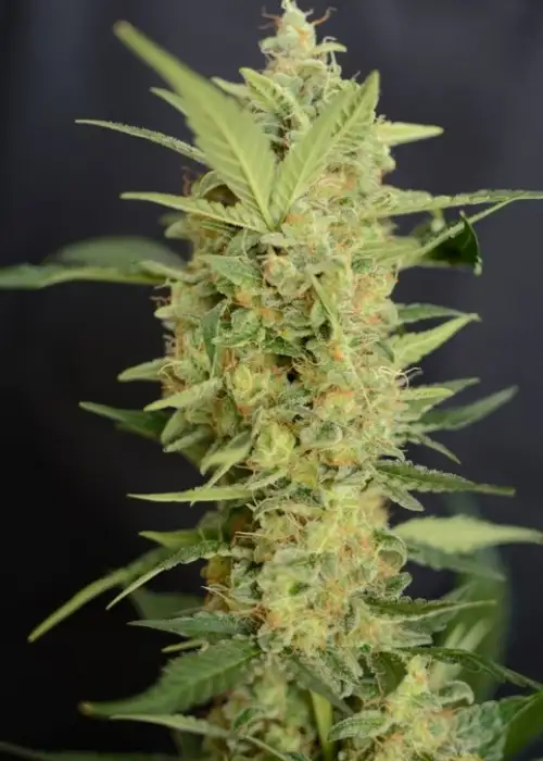 G13 Project Automatic by Zenseeds, Autoflower cannabis strain