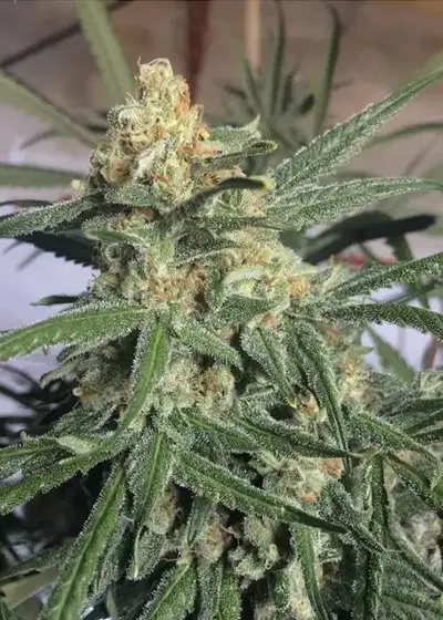 G13 Skunk by Mr.Nice, Photoperiod cannabis strain