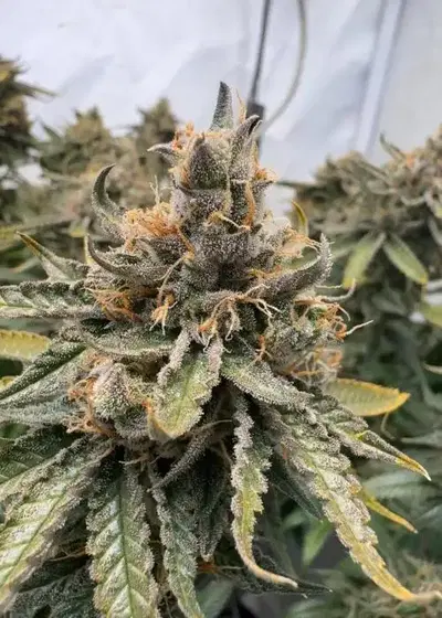 Gak Lemon by Dying Breed Seeds, Photoperiod cannabis strain