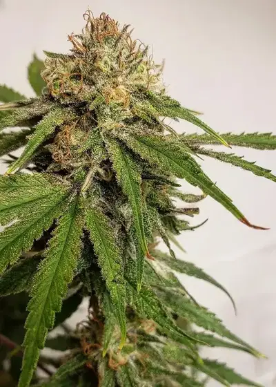 Gala CBD by R-Kiem Seeds, Photoperiod cannabis strain
