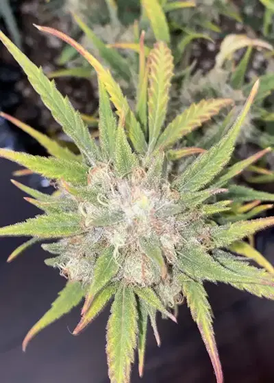 Galaxy Brain by Night Owl Seeds, Autoflower cannabis strain