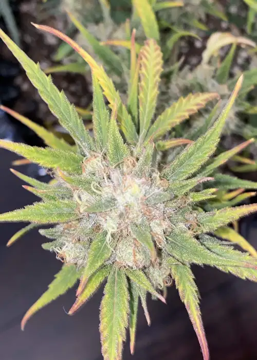Galaxy Brain by Night Owl Seeds, Autoflower cannabis strain