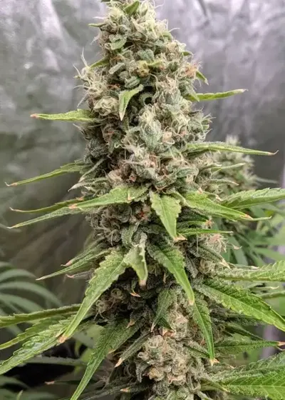 Gamma Berry by Dark Horse Genetics, Photoperiod cannabis strain
