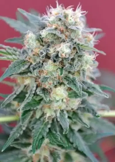 Ganesh by Mandala, Photoperiod cannabis strain