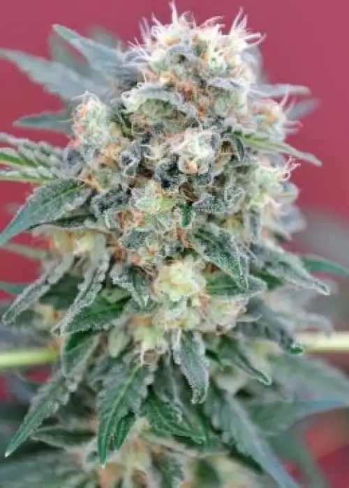 Ganesh by Mandala, Photoperiod cannabis strain