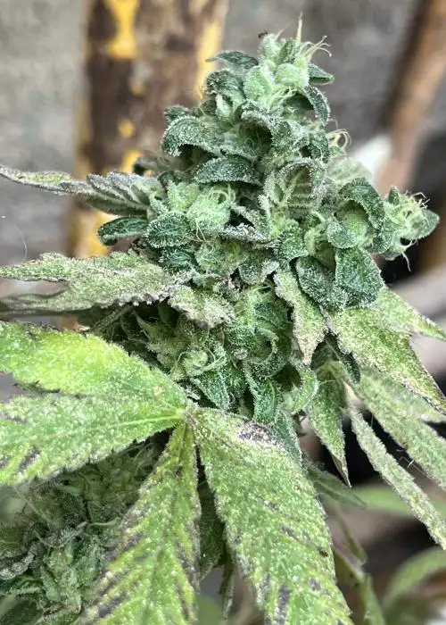 Gargantua by Clearwater Genetics, Photoperiod cannabis strain