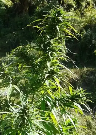 Garhwali Jungli by The Real Seed Company, Photoperiod cannabis strain