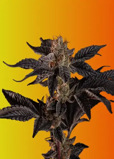 Garlic Applez by Homegrown Genetics, Photoperiod cannabis strain