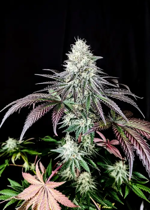 Garlic Cookies by Pure Instinto, Photoperiod cannabis strain