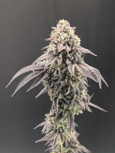 Garlic Mint Sherbet by Fast Buds, Photoperiod cannabis strain