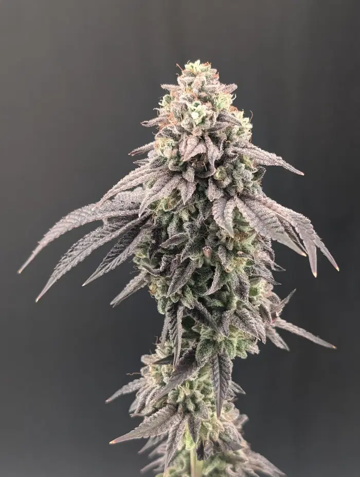 Garlic Mint Sherbet by Fast Buds, Photoperiod cannabis strain