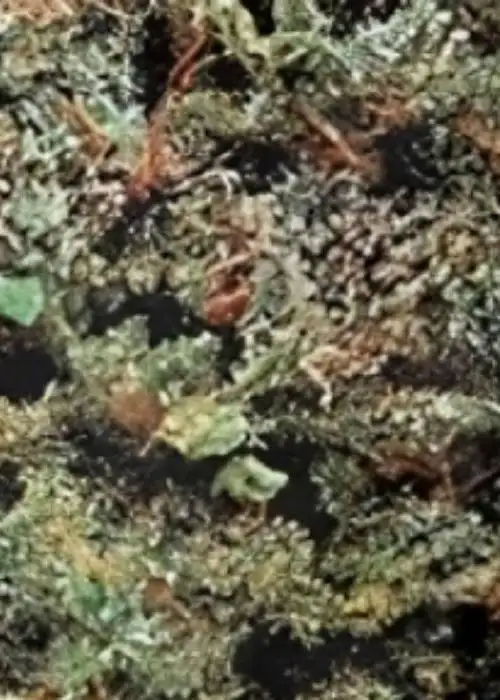Garota de Ipanema by Maconha Seeds Bank, Photoperiod cannabis strain