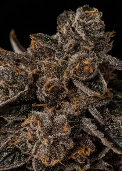 Gary Eyez by Seed Junky Genetics, Photoperiod cannabis strain
