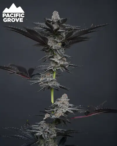 Garys Gift by ILGM, Photoperiod cannabis strain
