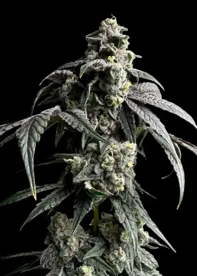 Garys Nuts by TerpyZ Mutant Genetics, Photoperiod cannabis strain