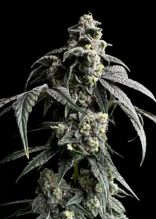 Garys Nuts by TerpyZ Mutant Genetics, Photoperiod cannabis strain