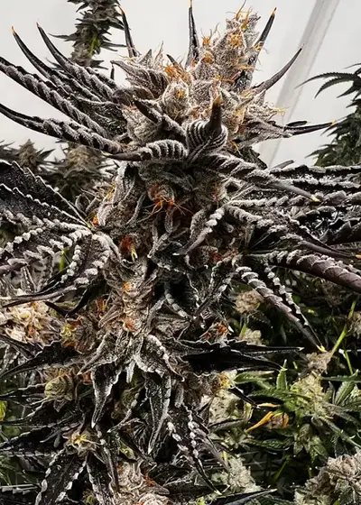 Gas Basket by Exotic Genetix, Photoperiod cannabis strain