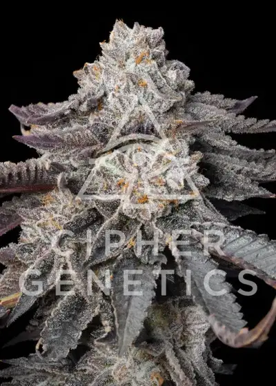 Gas Burzt by Cipher Genetics, Photoperiod cannabis strain