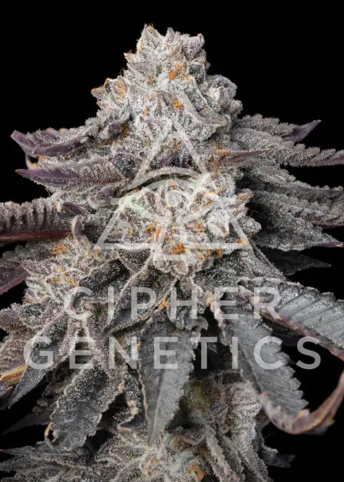 Gas Burzt by Cipher Genetics, Photoperiod cannabis strain