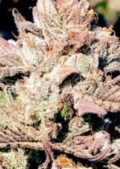 Gassy Cream Cake by Captain Red Beard Seeds, Photoperiod cannabis strain