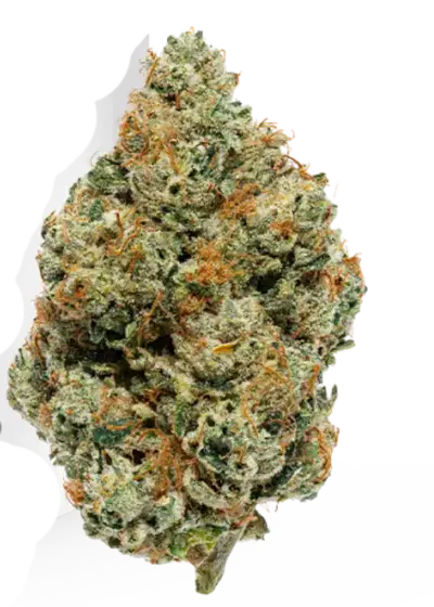 Gator Breath by Tanie Sianie cannabis strain