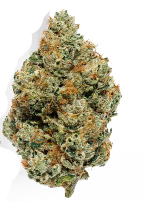 Gator Breath by Tanie Sianie cannabis strain