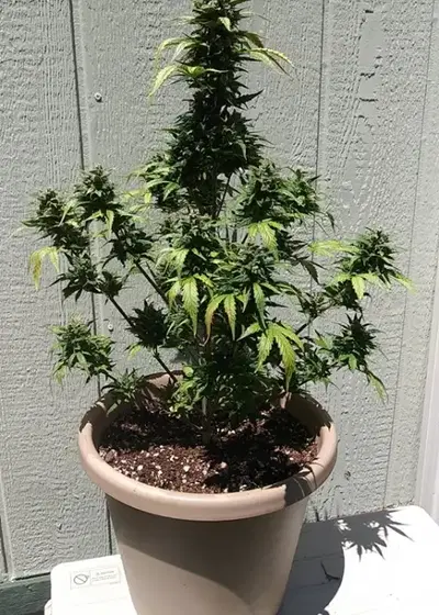 GDP Blast by New420Guy Seeds, Autoflower cannabis strain