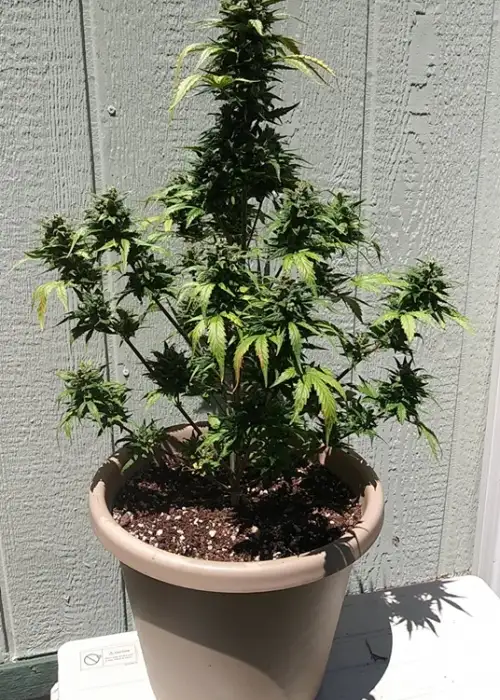 GDP Blast by New420Guy Seeds, Autoflower cannabis strain
