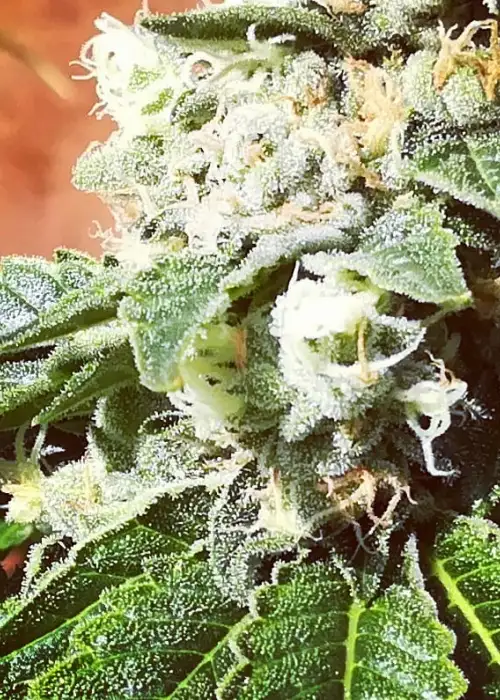 Geckolope by Gecko Seeds, Photoperiod cannabis strain