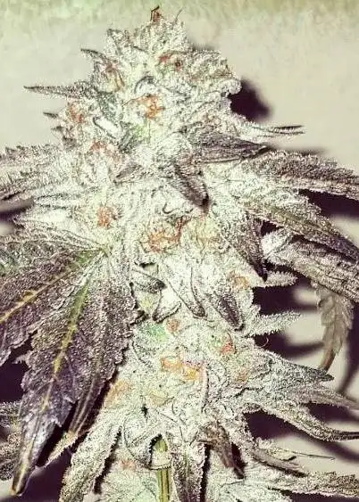 Geisha Breath by Umami Seed Co, Photoperiod cannabis strain