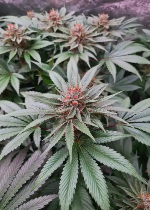 Gelapurt by Grandma’s Genetics, Photoperiod cannabis strain