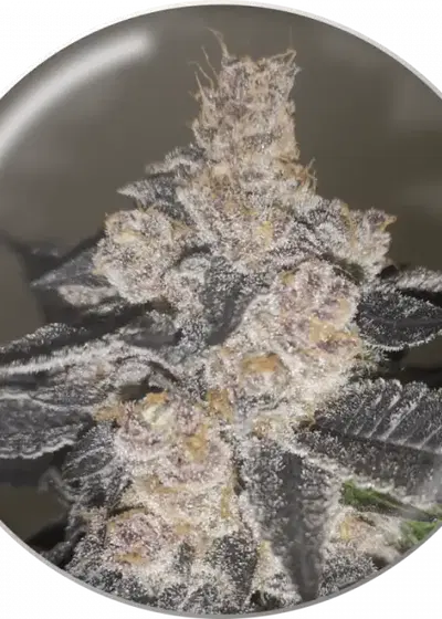 Gelato 242 by Medical Seeds, Photoperiod cannabis strain